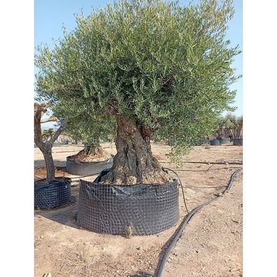 Luxus Olivenbaum - Olea europaea | 160 cm Stammumfang, Höhe 350-400 cm