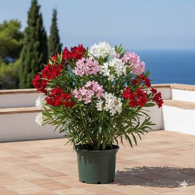 Oleander Tricolor kaufen - 3 Farben in einem Topf (4L) | LK Gartenwelt