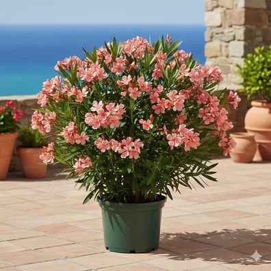 Lachsfarbenen Oleander kaufen - Exotische Farbe im 6L Topf | LK Gartenwelt