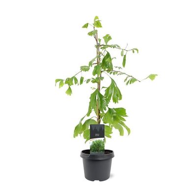Ginkgo Baum (Ginkgo biloba) 40-60 cm - Älteste lebende Baumart