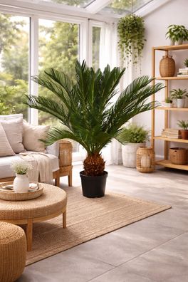 Angebot Cycas Revoluta 80-100 cm Exotischer Sagopalmfar, pflegel. Zimmerpflanze