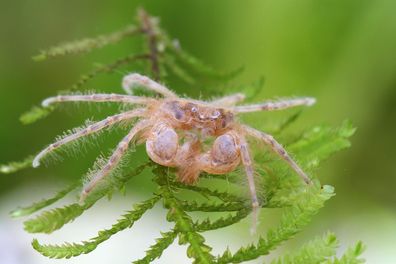 Microkrabbe - Limnopilos naiyanetri 10 Stück
