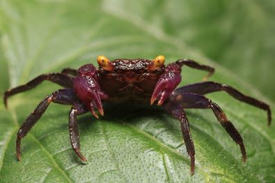 Vampir Krabbe "Ultra Violett" - Geosesarma bogorensis - Vampirkrabben