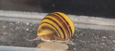 Zebra Apfelschnecken Asolene Spixi als Futterschnecken für Kugelfische / DNZ