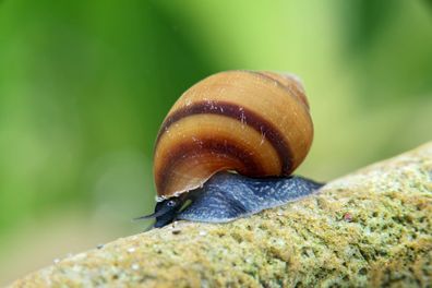 5 St. Blue Jelly Schnecke - Taia sp. - Pianoschneckenart