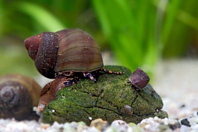 Blue Berry Snail - Viviparus sp