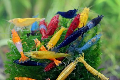 50 Stück Garnelen Mix / schwarz, blau, rot, braun, orange, farblos ! ausselektiert !