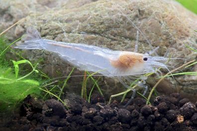 Amano Garnelen - Snow Amanogarnele - Caridina multidentata var. "snow"
