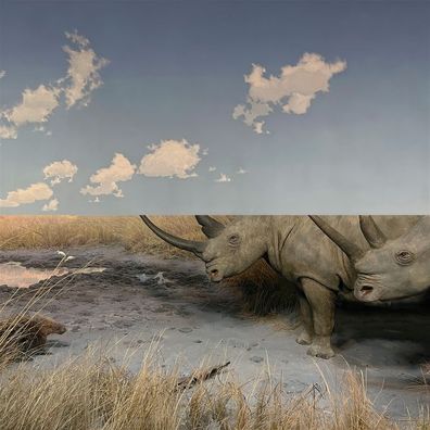 Carpet: Carpet: Collision (Limited Numbered Edition) - - (LP