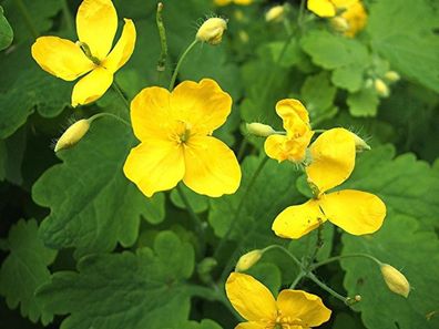 Schöllkraut - Chelidonium majus 25+ Samen - Seeds E 437