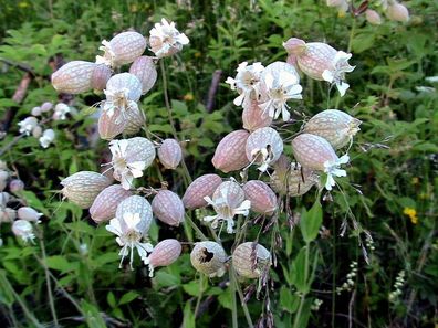 Gewöhnliches-Leimkraut - Taubenkropf-Leimkraut - Silene vulgaris 25+ Samen E 439