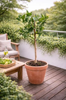 Persische Limette Citrus latifolia 120-140cm - Tahiti-Limette für Garten & Küche