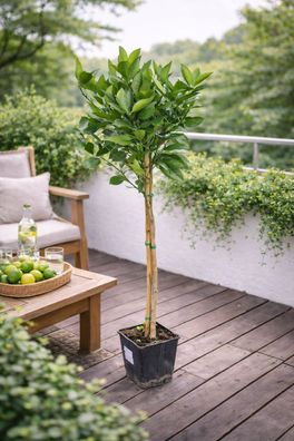 Orangenbaum Citrus Sinensis Valencia 120-140 cm Apfelsine Pflanze für Garten