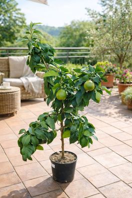 Citrus Bergamia 'Fantastico' - Edle Bergamottsorte, 120-140 cm, für Ihr Zuhause