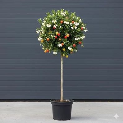 Arbutus unedo Erdbeerbaum Mini-Stamm kaufen (60-80cm) | Winterhart & Immergrün