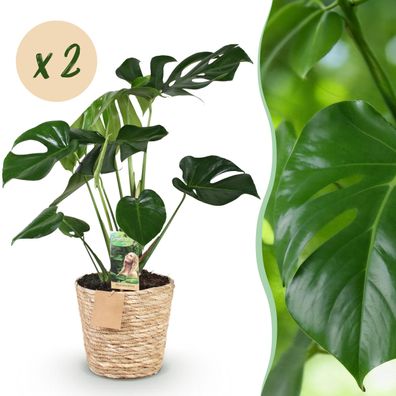Monstera Deliciosa - Lochpflanze - Pflegeleicht - mit Korb - Grün - 2 Pflanzen