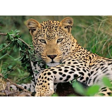 Ravensburger Puzzle Leopard, 100Stk. XXL