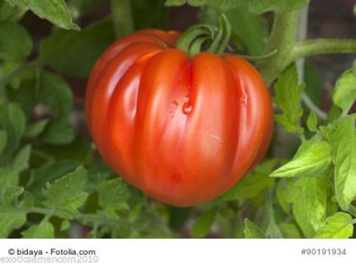 Tomate Ochsenherz - Coeur de Boef - Cuore di bue 10 Samen