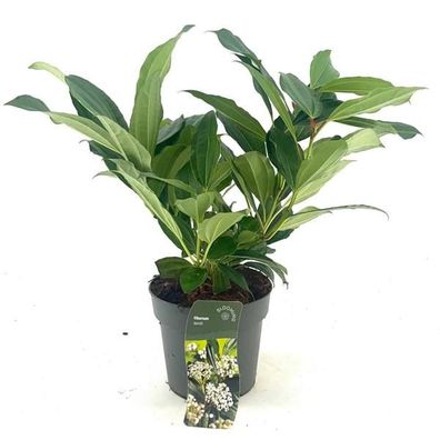 Viburnum davidii 30-40 cm P9 Winterharter Immergrüner Zierstrauch für Garten