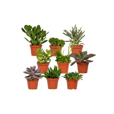 Sukkulenten Mix | 18 Stück - Ø8.5cm - 10cm - Zimmerpflanze - Immergrün - Multideal