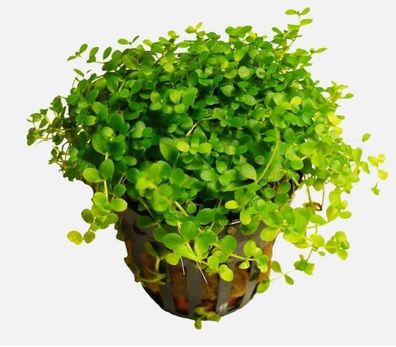 Monte Carlo Perlenkraut - Micranthemum tweediei „Monte Carlo“