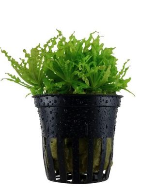 Pogostemon helferi - Kleiner Wasserstern (auch Gewelltblättriges Laichkraut)