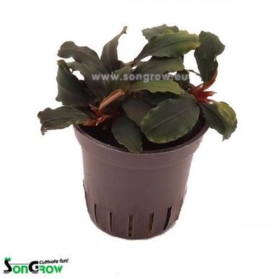 Bucephalandra „Blue Green“