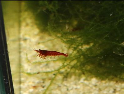 10x Bloody Mary Garnele - Neocaridina davidi Bouvier