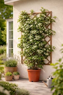 Sternjasmin (Trachelospermum jasminoides) 50-70 cm Immergrün, Winterhart