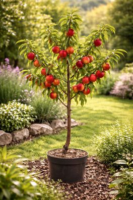 Zwerg Nektarine Stämmchen Nektarinenbaum Balkon selbstfruchtend