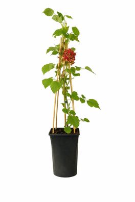 Japanische Weinbeere Rubus phoenicolasius winterharte Beerenpflanze