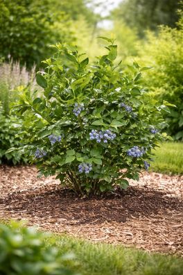 Heidelbeere Goldtraube 71 Kulturheidelbeere Blaubeerstrauch winterhart