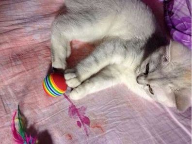 Riesiges Paket Katzenspielzeug Katze Spielring Maus Scheibe Ball Matatabi SUPER