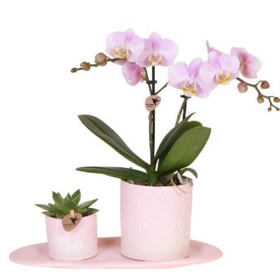 Geschenkset Rosa mit Phalaenopsis Orchidee & Grénpflanze â?? 2 ßbertöpfe 9cm/6cm auf