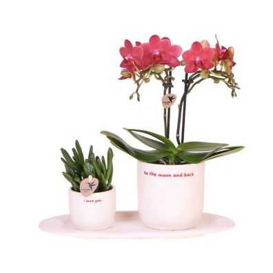 Geschenkset Love You â?? Rote Phalaenopsis Orchidee Congo mit Sukkulente â?? Love ßbe