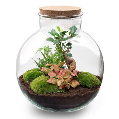 Flaschengarten DIY Bausatz â?? Terrarium Set â??Bolder Bob Bonsaiâ?? â?? ß31cm x H30c