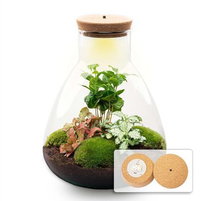 Flaschengarten Sam mit LED â?? DIY Bausatz Terrarium â?? â??30cm â?? Do-It-Yourself P