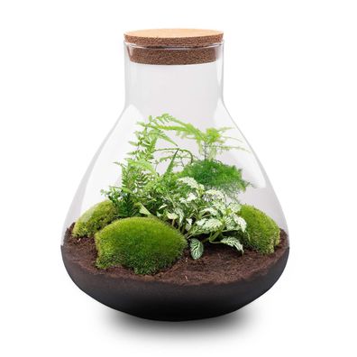 Flaschengarten Sam XL â?? DIY Bausatz Terrarium â?? â??35cm â?? Do-It-Yourself Pflanz