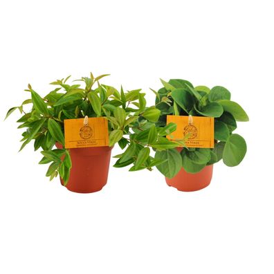 Peperomia Duo â?? 2er-Set Sukkulente â?? ß10,5cm â?? 15cm hoch â?? Zimmerpflanze mit