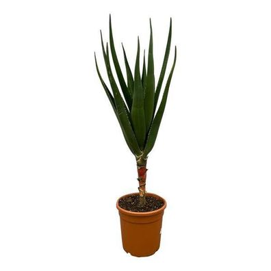 Aloe Barberae â?? Baumaloe â?? Exotische Zimmer- & Gartenpflanze â?? â??140cm â?? ß30