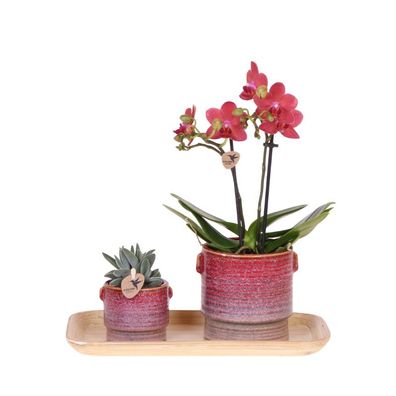 Geschenkset Aura â?? Rosa Phalaenopsis Orchidee Congo & Grénpflanze â?? Dekoset mit 2