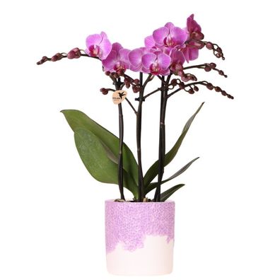 Violette Vienna Orchidee im Bloom ßbertopf violett ß9cm â?? bléhende Zimmerpflanze fr