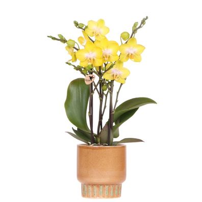 Gelbe Albenga Orchidee im Bold Cognac ßbertopf ß9cm â?? bléhende Zimmerpflanze frisch