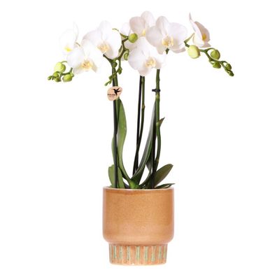 Weiße Amabilis Orchidee im Bold Cognac ßbertopf ß9cm â?? bléhende Zimmerpflanze frisc