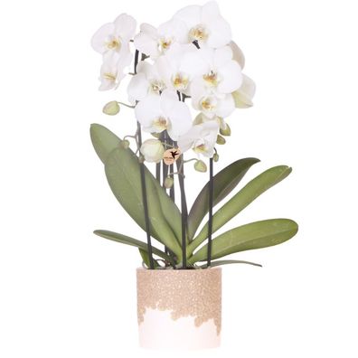 Weiße Niagara Falls Orchidee im Bloom Sand ßbertopf ß12cm â?? bléhende Zimmerpflanze