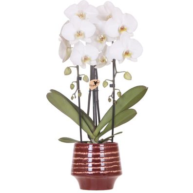 Weiße Niagara Falls Orchidee im Moonstone Burgundy ßbertopf ß12cm â?? bléhende Zimmer