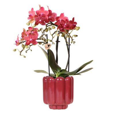 Rote Congo Orchidee im Retro ßbertopf rot ß9cm â?? bléhende Zimmerpflanze frisch vom
