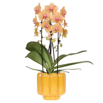Orchidee gelb/rosa Sunny Bunny im Retro ßbertopf ocker ß12cm â?? bléhende Zimmerpflan