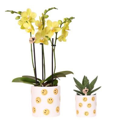 Smiley Pflanzenset â?? gelbe Phalaenopsis Albenga Orchidee ß9cm + Sukkulente inkl. Ke