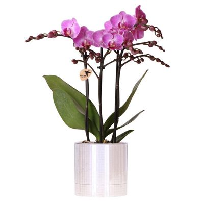 Violette Vienna Orchidee im Disco ßbertopf ß9cm â?? bléhende Zimmerpflanze frisch vom